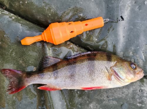 Bericht eines passionierten Freizeitanglers